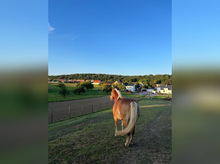 Edelbluthaflinger Mare 13 years 14,1 hh Chestnut-Red in Werneck