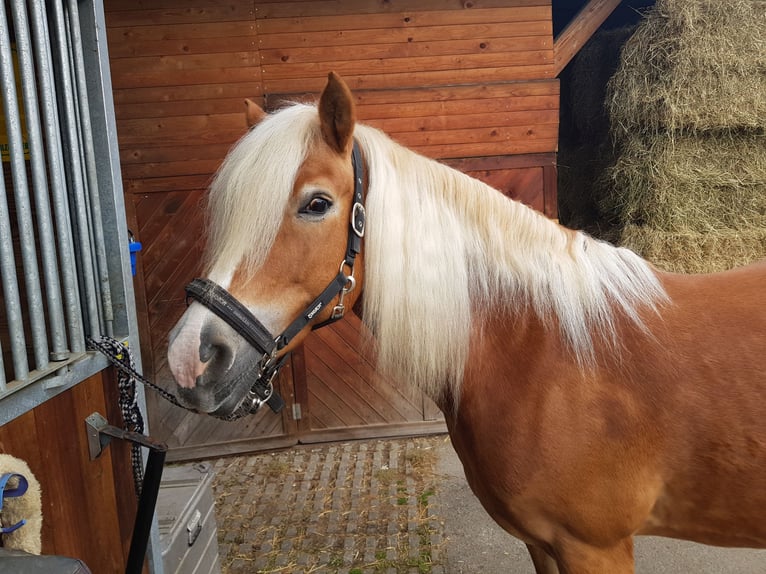 Edelbluthaflinger Mare 15 years 14,2 hh Chestnut-Red in München