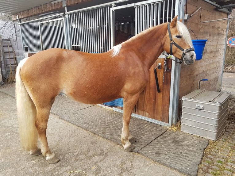 Edelbluthaflinger Mare 15 years 14,2 hh Chestnut-Red in München