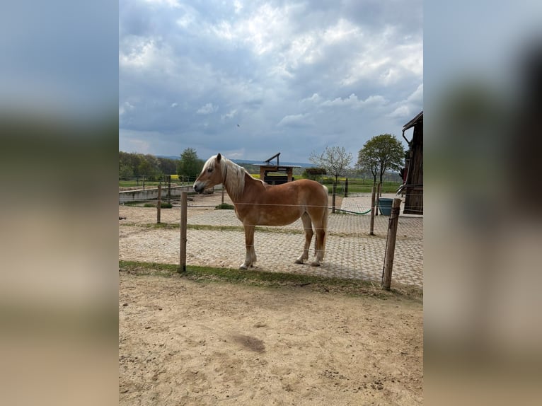 Edelbluthaflinger Mare 15 years 14,1 hh Chestnut-Red in Staufenberg