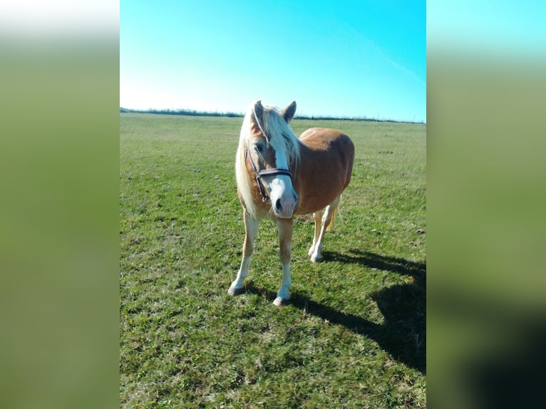 Edelbluthaflinger Mare 16 years 14.2 hh  in Heinsdorfergrund