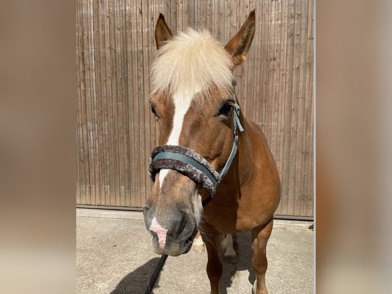 Edelbluthaflinger Mare 16 years 14 hh Chestnut-Red in Mainz