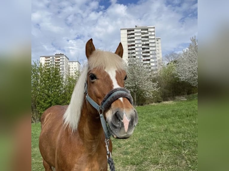 Edelbluthaflinger Mare 16 years 14 hh Chestnut-Red in Mainz