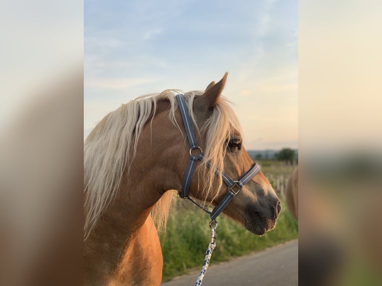 Edelbluthaflinger Mare 17 years 14,1 hh Chestnut-Red in Gau-Algesheim