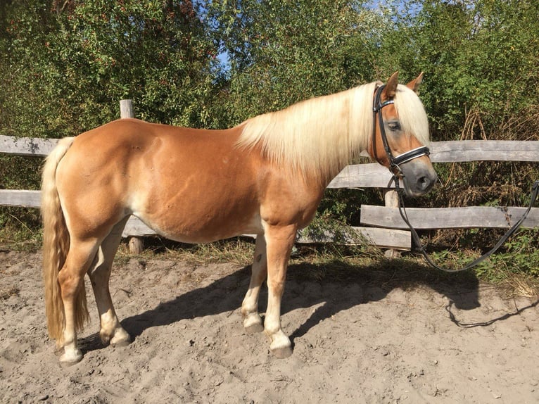 Edelbluthaflinger Mare 17 years 14,1 hh Chestnut-Red in Gau-Algesheim