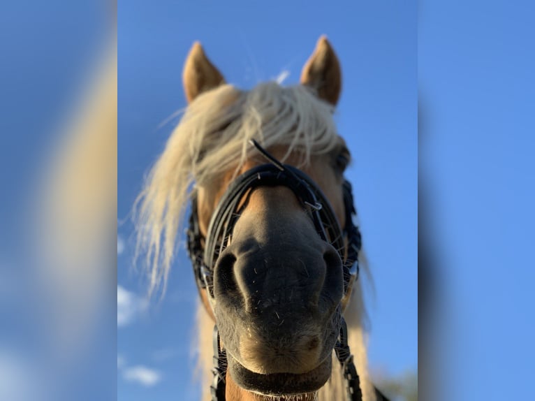 Edelbluthaflinger Mare 17 years 14,1 hh Chestnut-Red in Gau-Algesheim