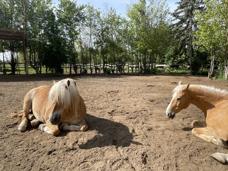 Edelbluthaflinger Mare 17 years 14,1 hh Chestnut-Red in Gau-Algesheim