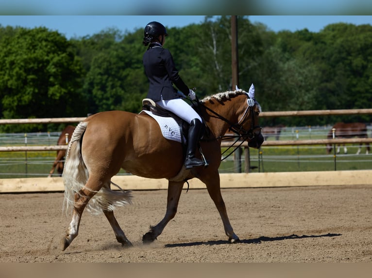 Edelbluthaflinger Mare 18 years 14 hh Chestnut-Red in München