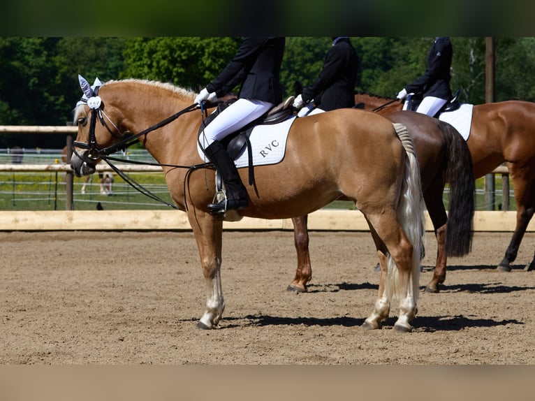 Edelbluthaflinger Mare 18 years 14 hh Chestnut-Red in München