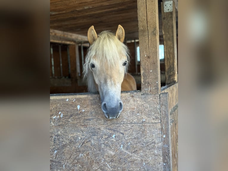 Edelbluthaflinger Mare 1 year 13 hh Chestnut-Red in Leipzig