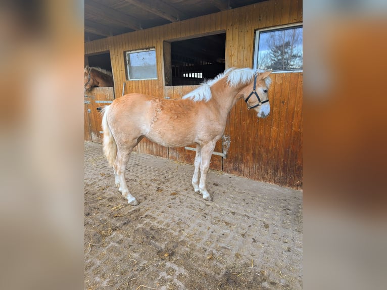 Edelbluthaflinger Mare 1 year Chestnut-Red in Grimm