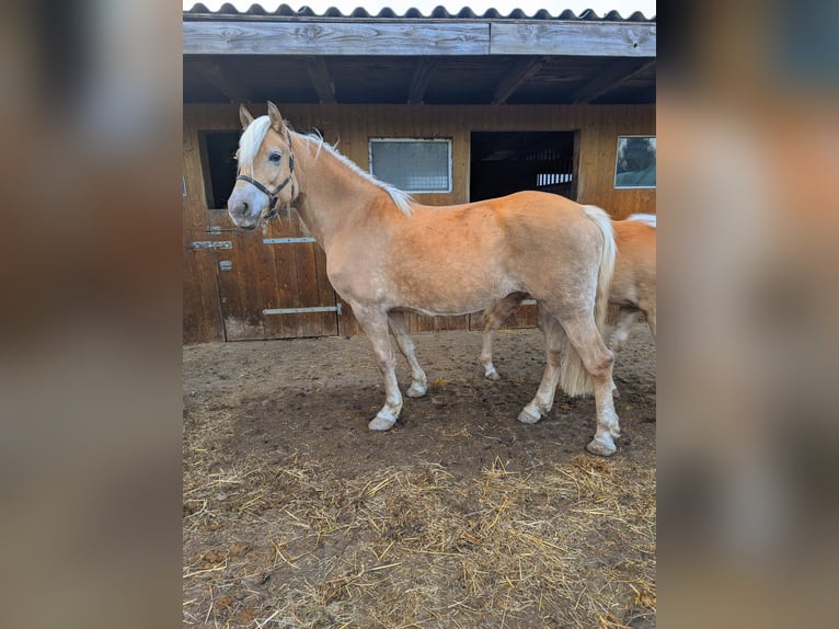 Edelbluthaflinger Mare 1 year Chestnut-Red in Grimm