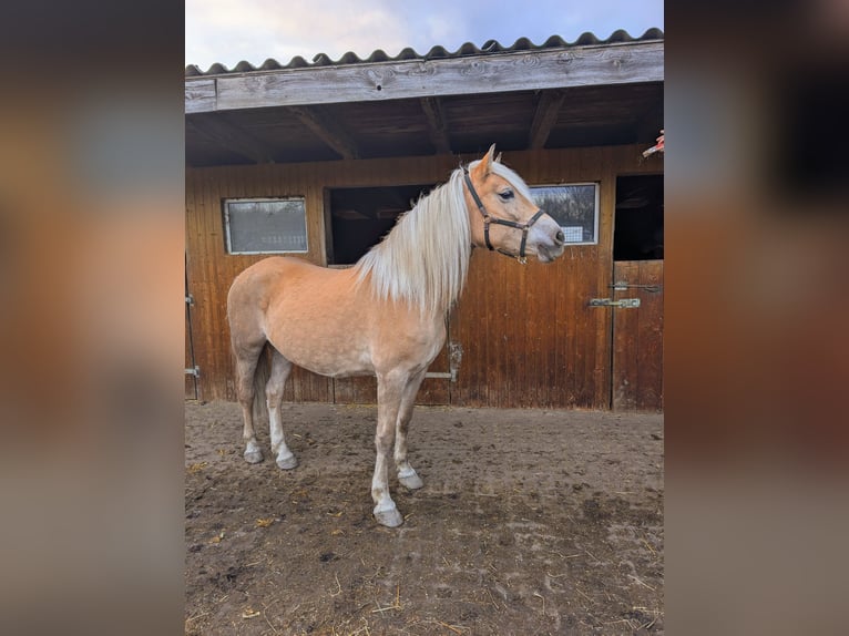 Edelbluthaflinger Mare 1 year Chestnut-Red in Grimm