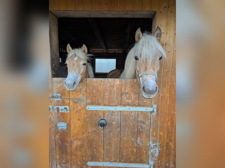 Edelbluthaflinger Mare 1 year Chestnut-Red in Grimm