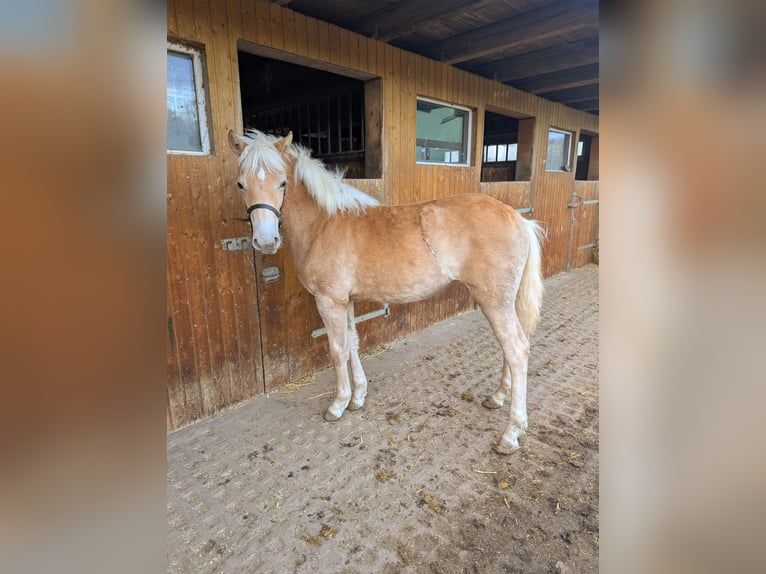 Edelbluthaflinger Mare 1 year Chestnut-Red in Grimm