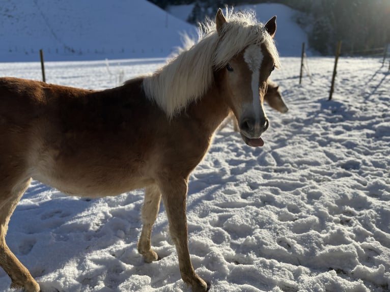 Edelbluthaflinger Mare 1 year Chestnut-Red in Gettnau