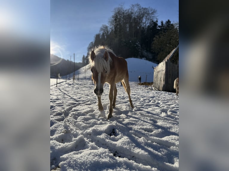 Edelbluthaflinger Mare 1 year Chestnut-Red in Gettnau