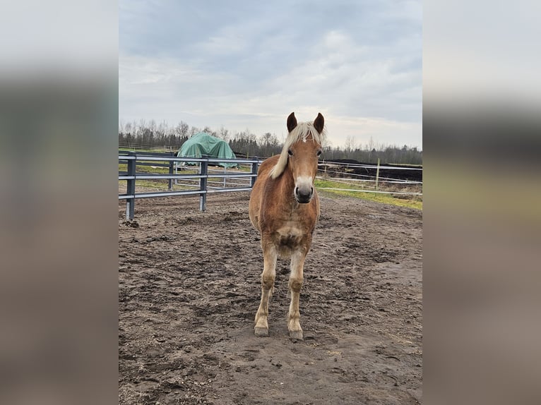 Edelbluthaflinger Mare 1 year Chestnut-Red in Edewecht