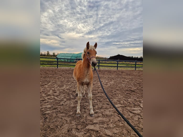 Edelbluthaflinger Mare 1 year Chestnut-Red in Edewecht