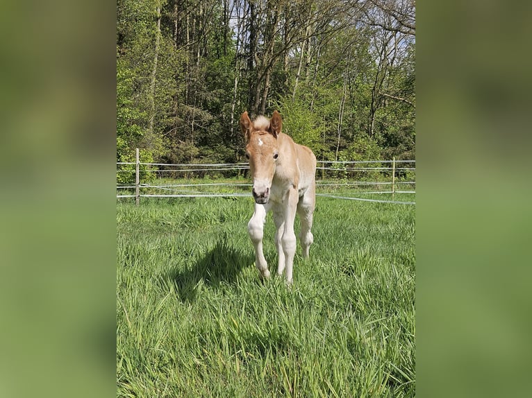 Edelbluthaflinger Mare 1 year Chestnut-Red in Edewecht