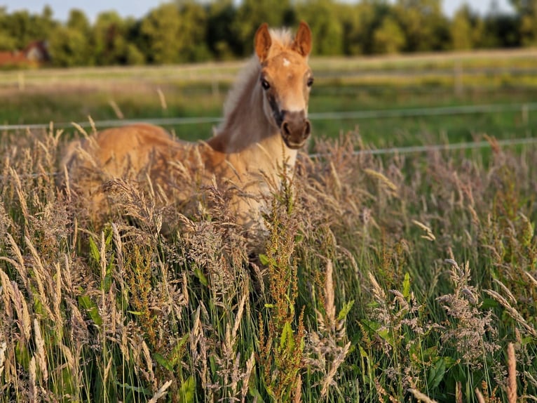 Edelbluthaflinger Mare 1 year Chestnut-Red in Edewecht