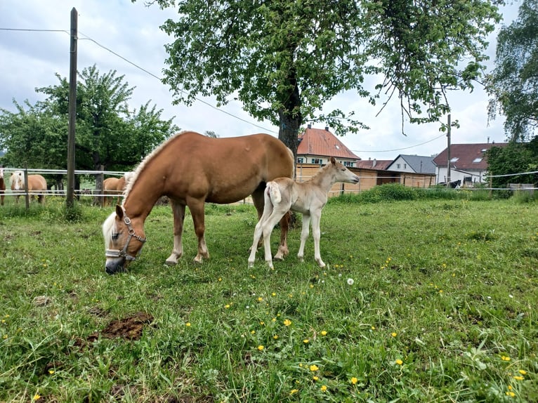 Edelbluthaflinger Mare 2 years 14,1 hh in Rottweil