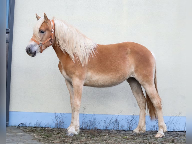 Edelbluthaflinger Mare 2 years 14.2 hh Chestnut-Red in Ebermannsdorf