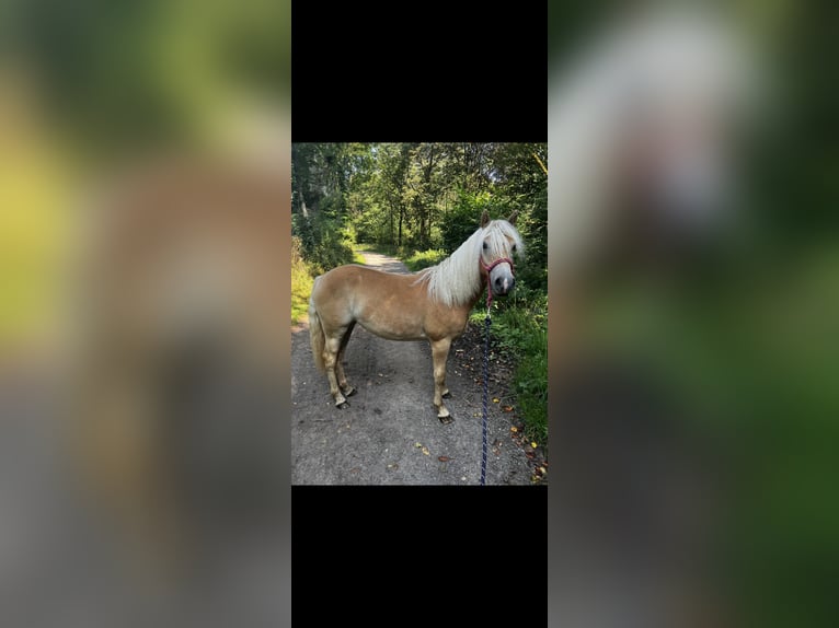 Edelbluthaflinger Mare 2 years 15,1 hh Chestnut-Red in Simmerath