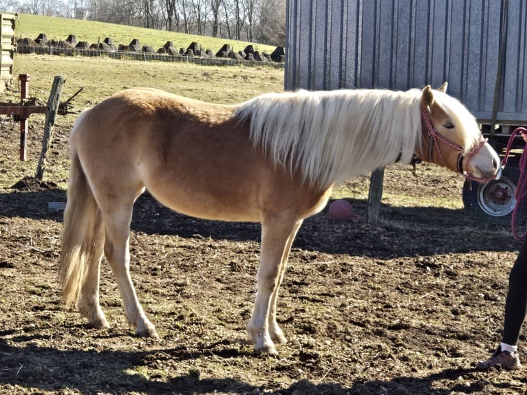 Edelbluthaflinger Mare 2 years 15,1 hh Chestnut-Red in Simmerath