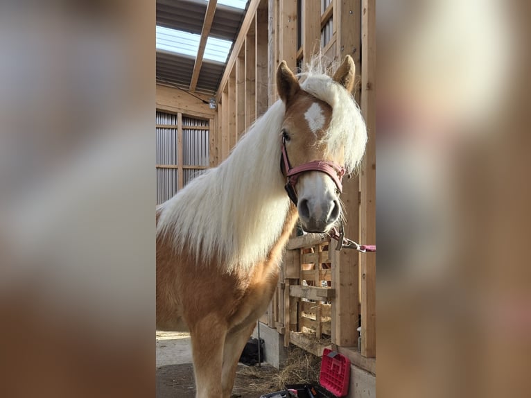 Edelbluthaflinger Mare 2 years 15,1 hh Chestnut-Red in Simmerath