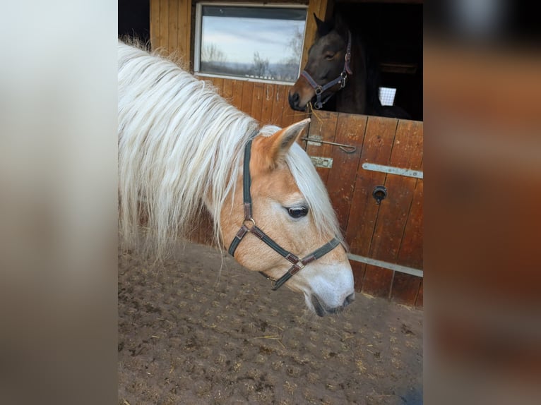 Edelbluthaflinger Mare 2 years Chestnut-Red in Grimma