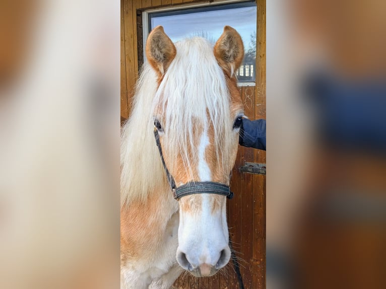 Edelbluthaflinger Mare 2 years Chestnut-Red in Grimma