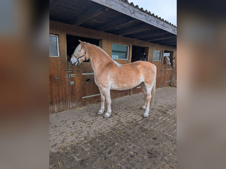 Edelbluthaflinger Mare 2 years Chestnut-Red in Grimma