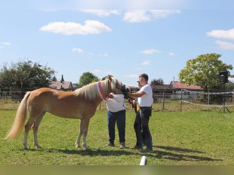 Edelbluthaflinger Mare 3 years 14,1 hh in Rottweil