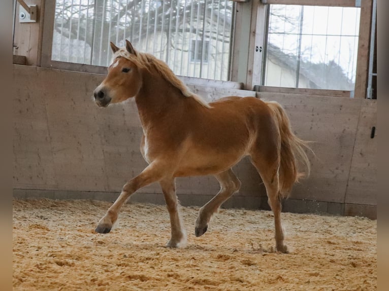 Edelbluthaflinger Mare 3 years 14.2 hh Chestnut-Red in Ebermannsdorf