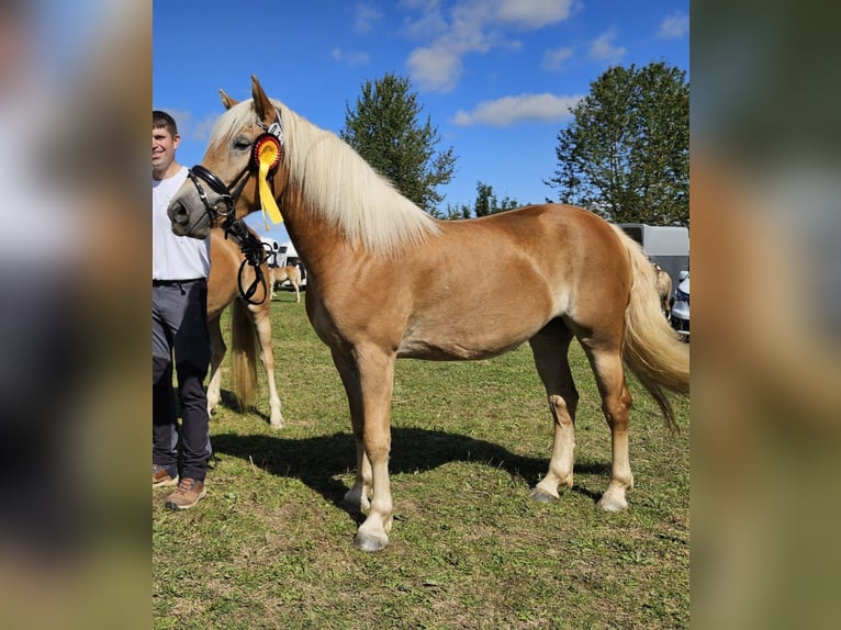 Edelbluthaflinger Mare 3 years 14 hh in Rottweil