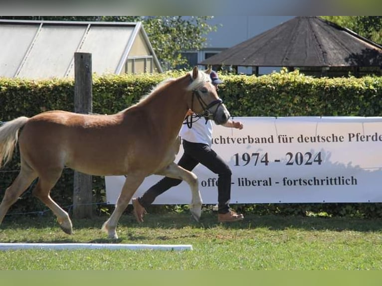 Edelbluthaflinger Mare 3 years 14 hh in Rottweil