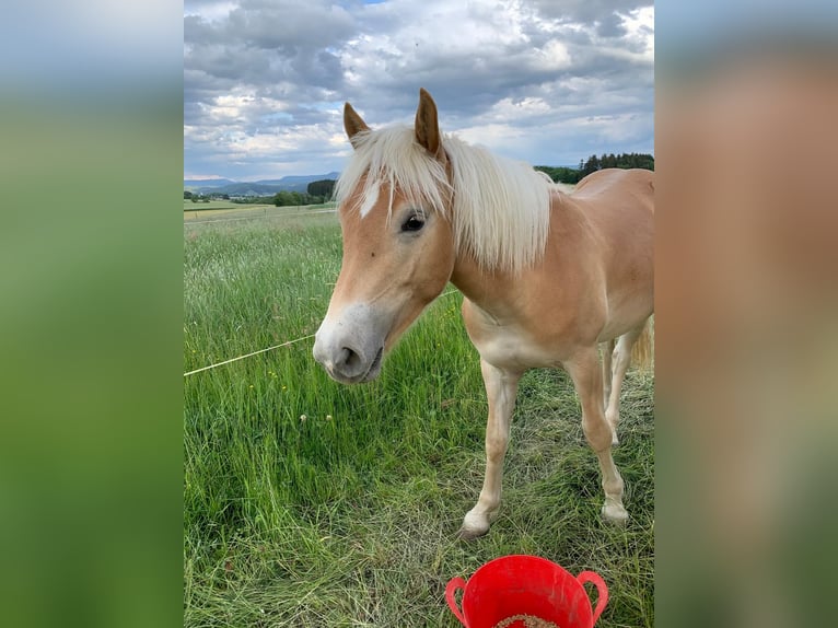 Edelbluthaflinger Mare 3 years 14 hh in Rottweil