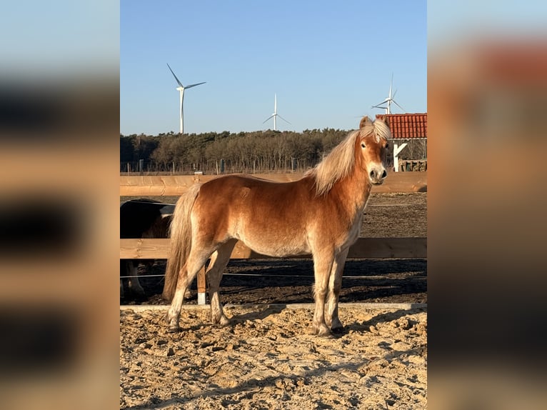 Edelbluthaflinger Mare 3 years 14,1 hh Chestnut-Red in Tostedt