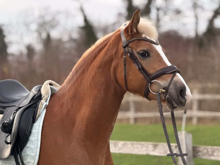 Edelbluthaflinger Mare 3 years 14,2 hh Chestnut-Red in Rieste