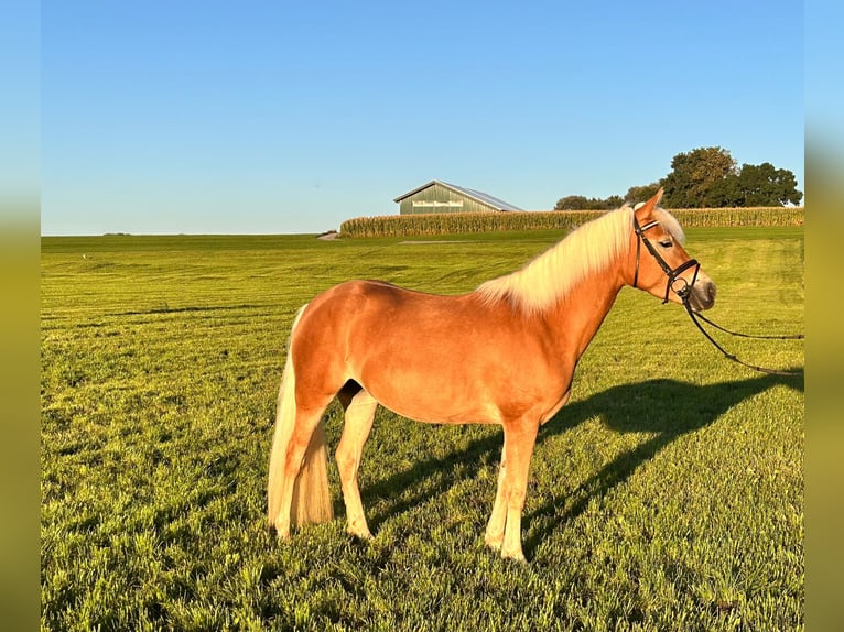 Edelbluthaflinger Mare 3 years 14,2 hh Chestnut-Red in Jengen