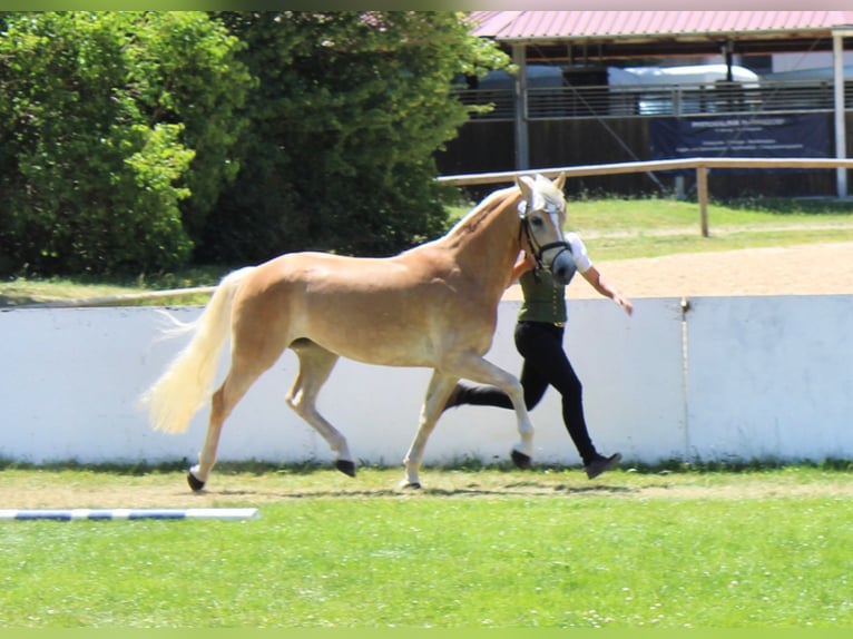 Edelbluthaflinger Mare 3 years Chestnut-Red in Huglfing