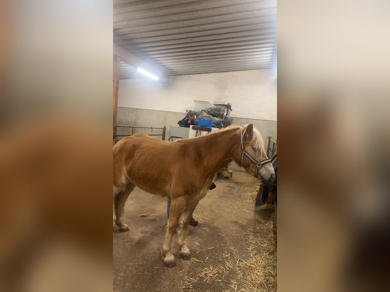 Edelbluthaflinger Mare 3 years Chestnut-Red in Friedberg