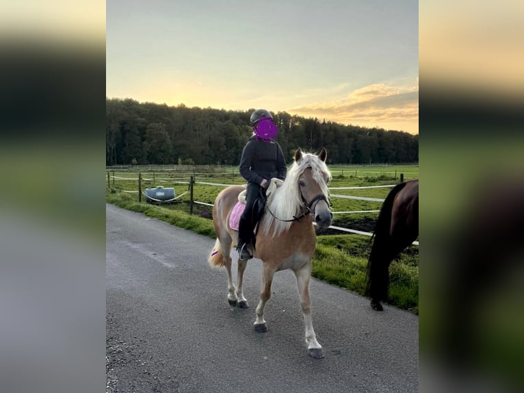 Edelbluthaflinger Mare 4 years 13,2 hh Chestnut-Red in Senden