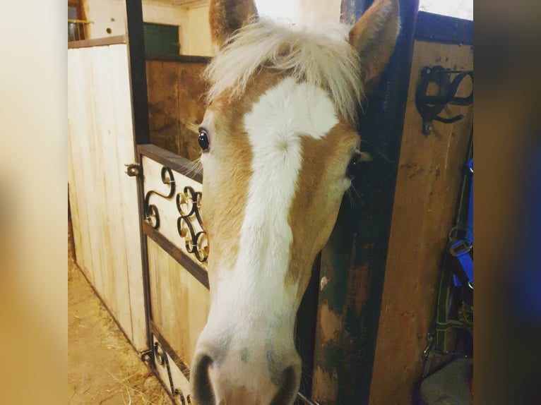 Edelbluthaflinger Mare 4 years 13,2 hh  in Wolfertschwenden