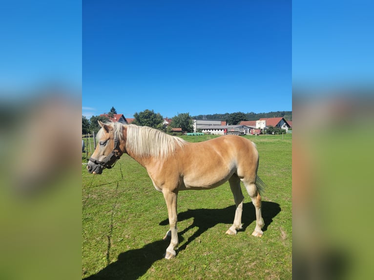 Edelbluthaflinger Mare 4 years 13,2 hh  in Wolfertschwenden