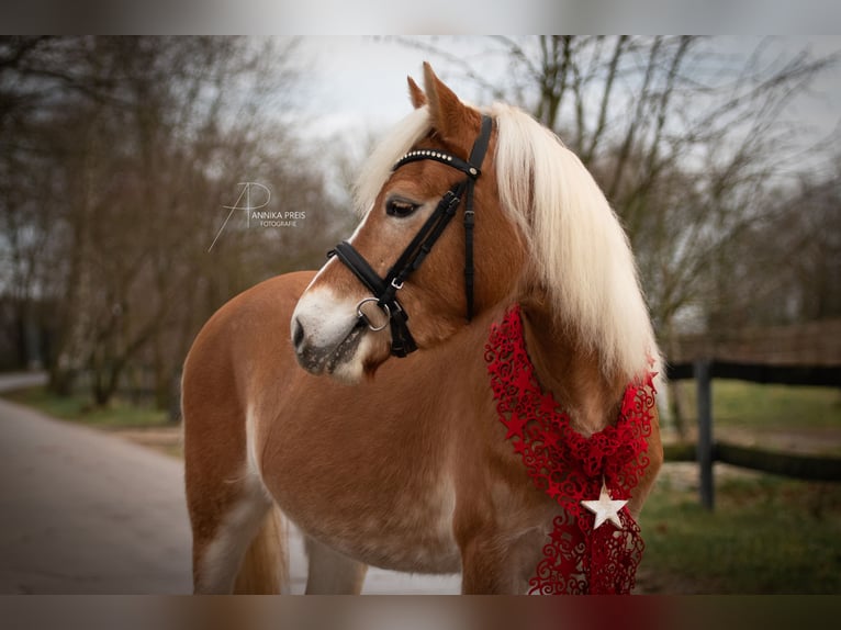 Edelbluthaflinger Mare 4 years 13,3 hh Chestnut-Red in Ro&#xDF;dorf