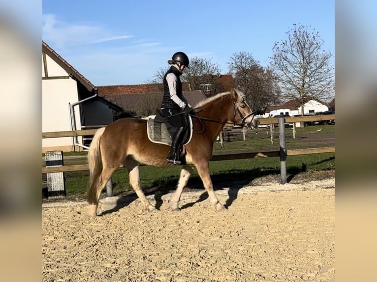 Edelbluthaflinger Mare 4 years 14,1 hh Chestnut-Red in Trebur