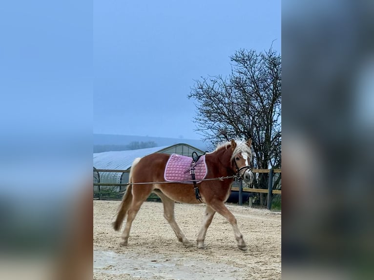 Edelbluthaflinger Mare 4 years 14,1 hh Chestnut-Red in Trebur