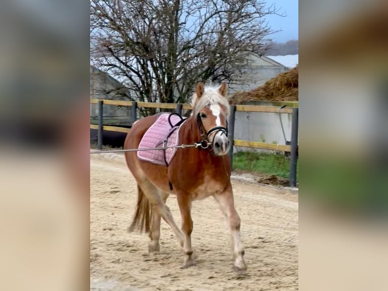 Edelbluthaflinger Mare 4 years 14,1 hh Chestnut-Red in Trebur